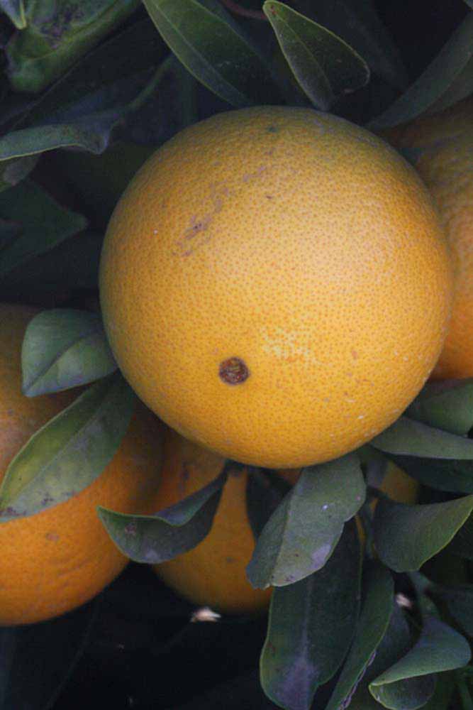            Fruit (Riverside, CA)   